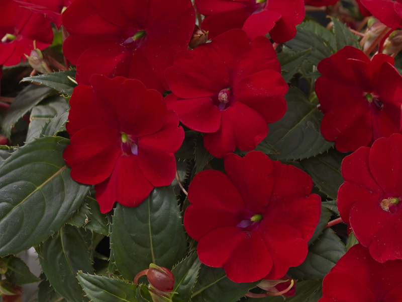 Impatiens Sunpatiens Compact Red