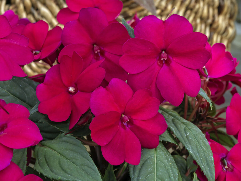Impatiens Sunpatiens Compact Royal Magenta