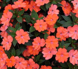 Impatiens Sunpatiens Vigorous Corona