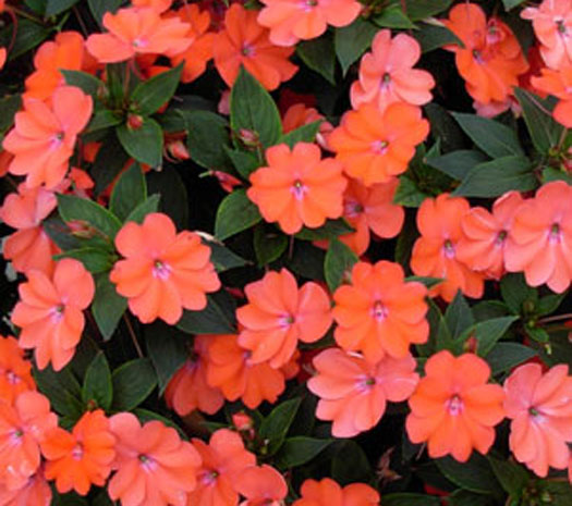 CULTIVANDO: SunPatiens e Impatiens 