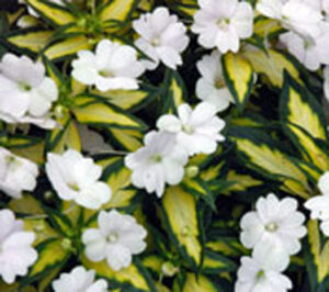 Impatiens Sunpatiens Vigorous Tropical White