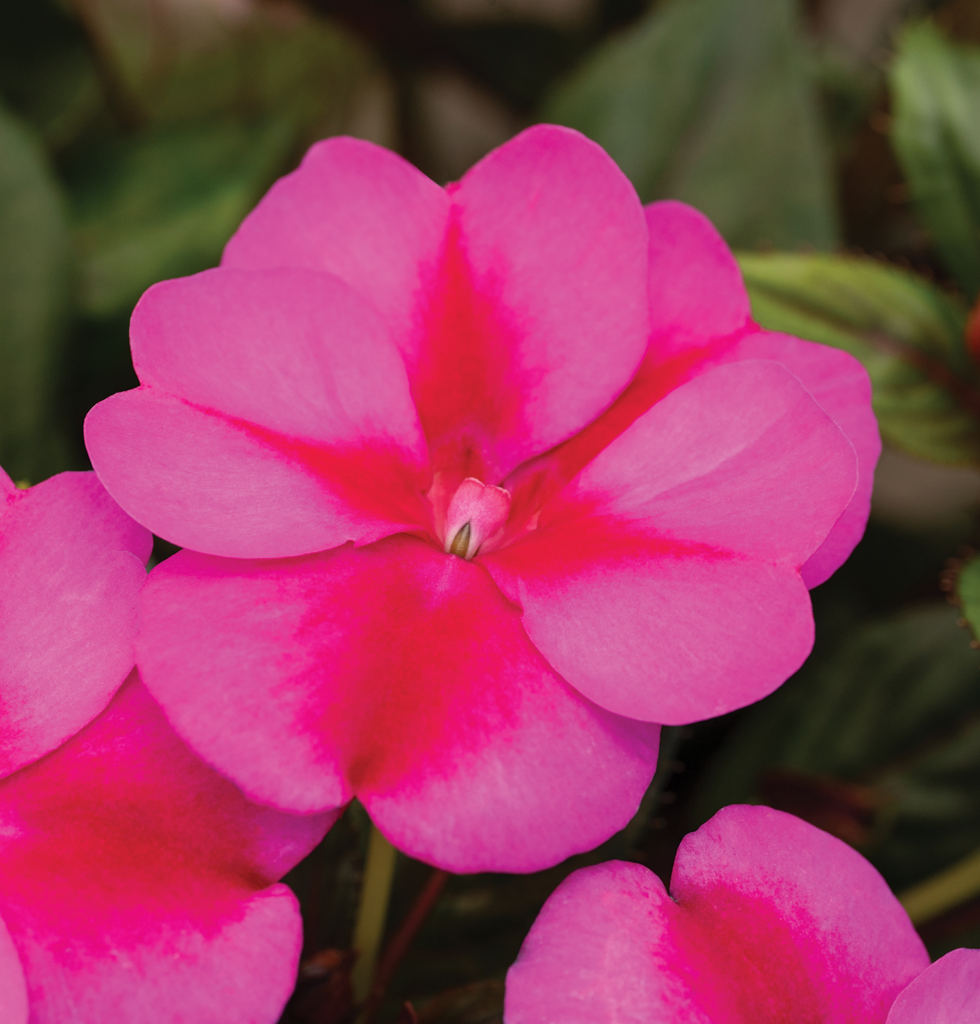 Impatiens Sunpatiens Compact Purple Candy