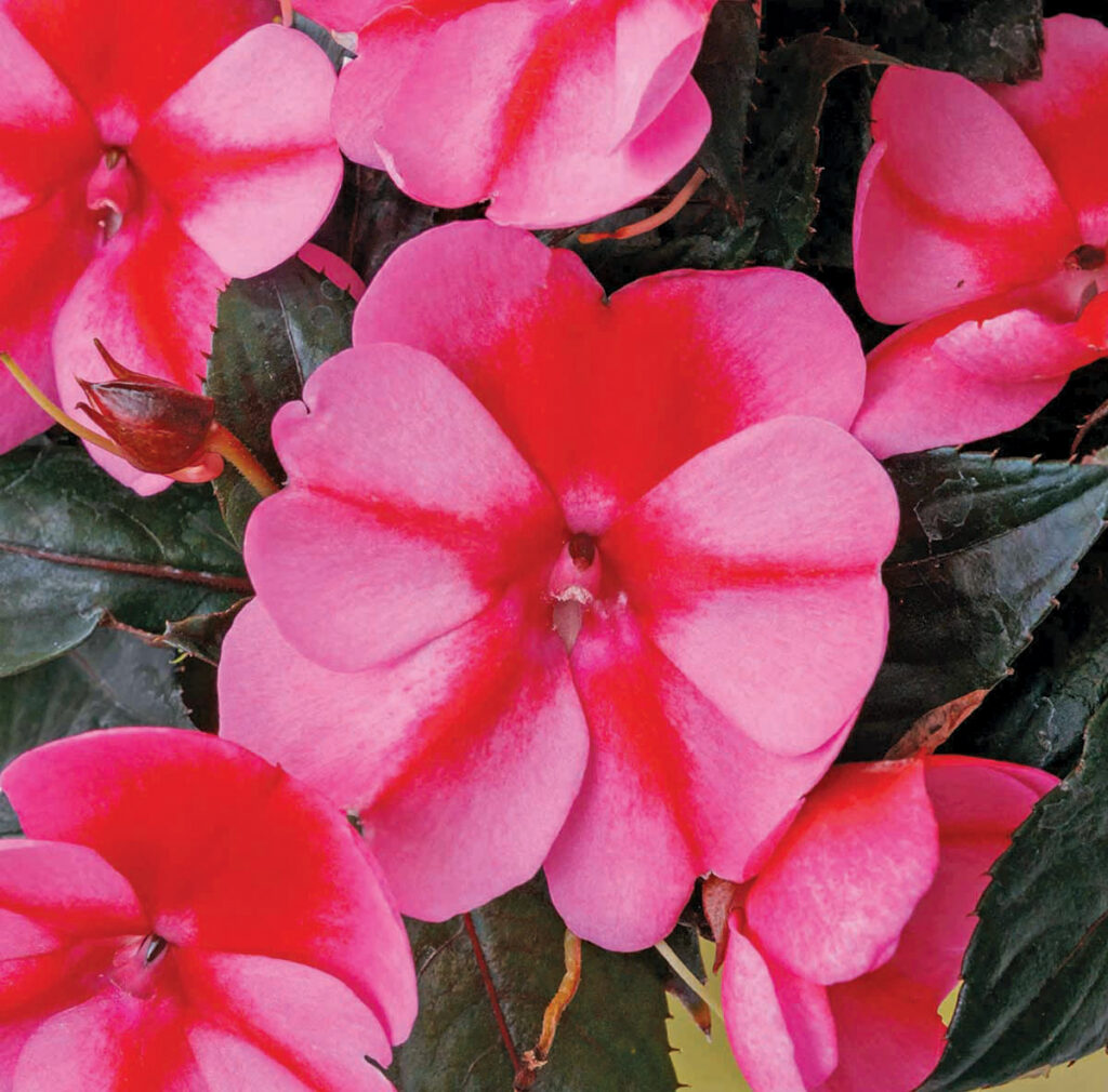 Impatiens Sunpatiens Compact Red Candy
