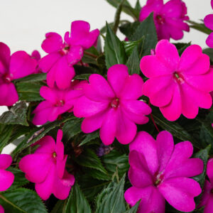 Impatiens Sunpatiens Vigorous Purple