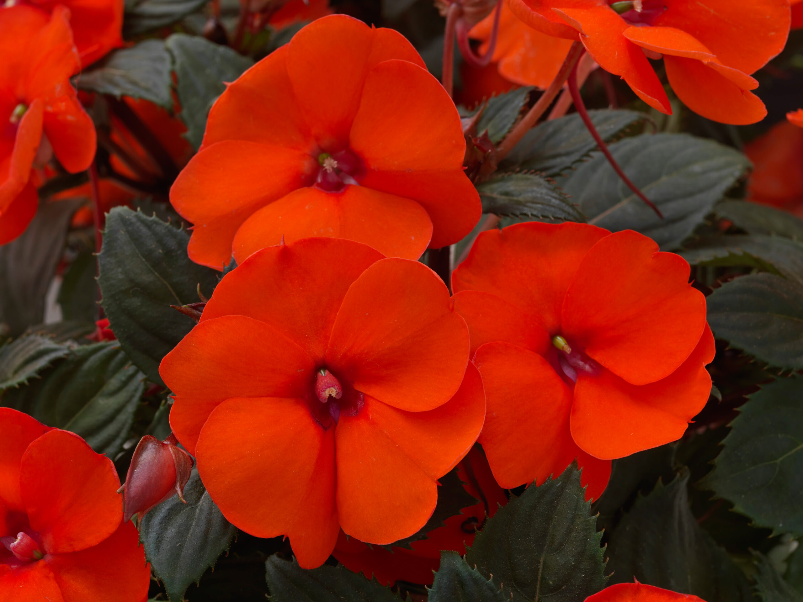 Impatiens Sunpatiens Compact Hot Coral