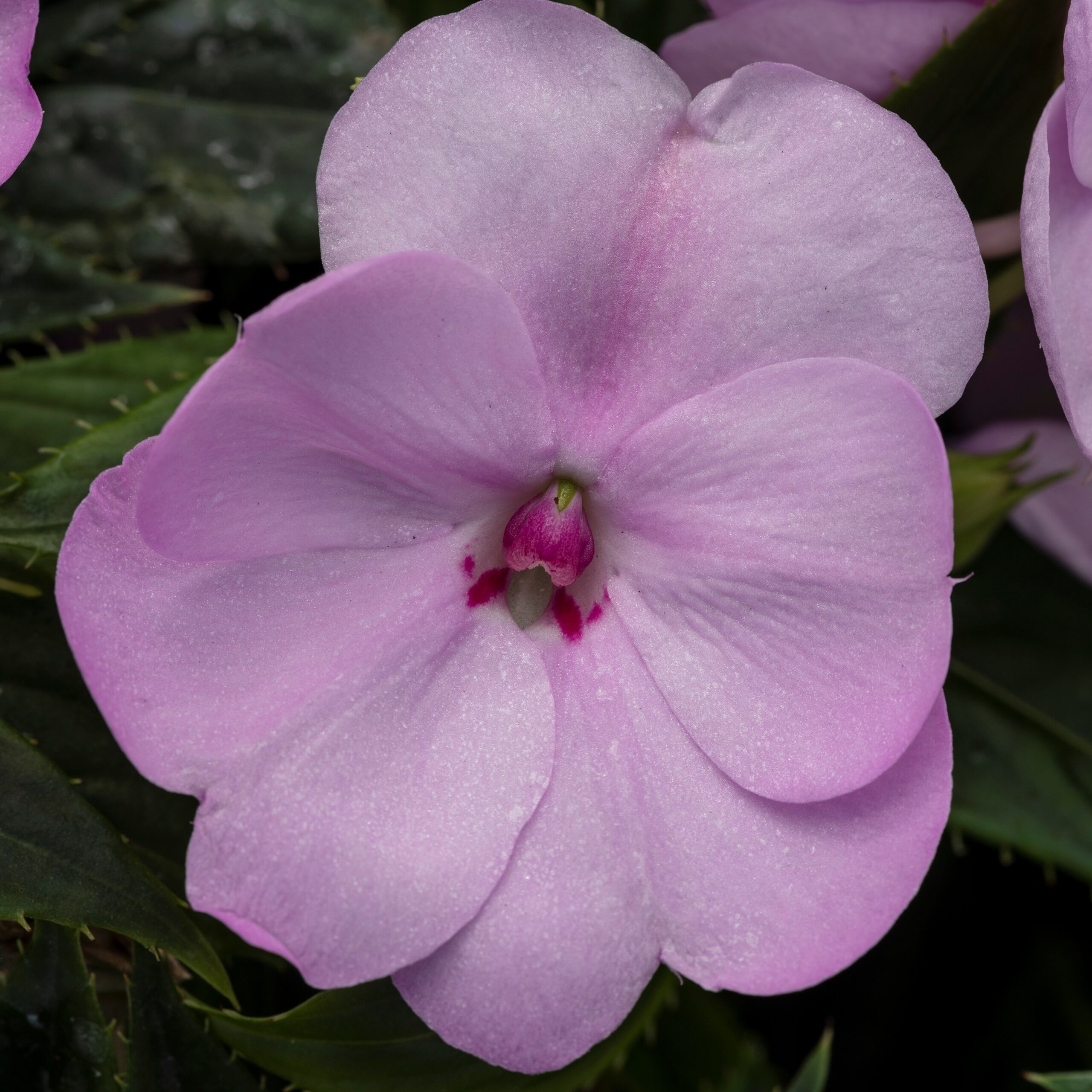 Impatiens Sunpatiens Compact Orchid Blush