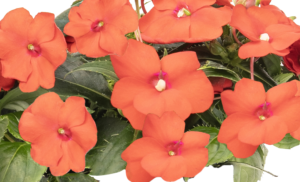 Impatiens Sunpatiens Compact Scarlet Orange