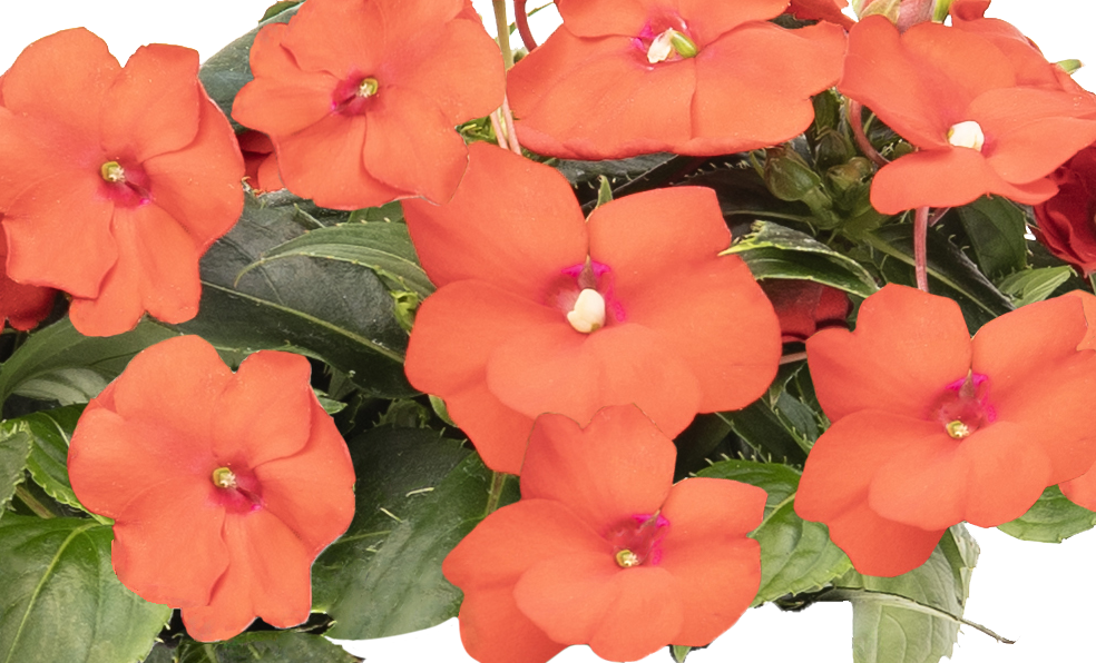 Impatiens Sunpatiens Compact Scarlet Orange