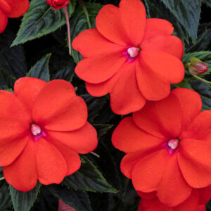 Impatiens Sunpatiens Vigorous Orange