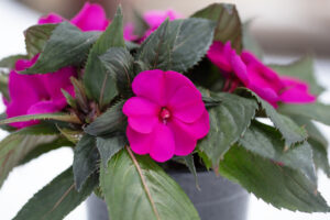 Impatiens Sunpatiens Compact Bright Purple