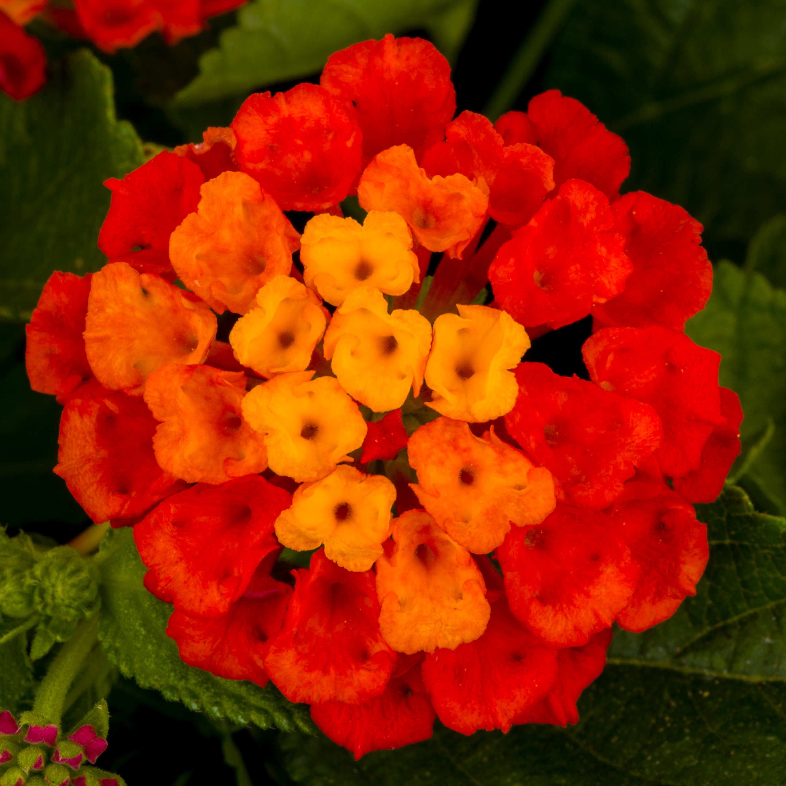 Lantana Hot Blooded Red
