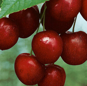 Mesabi Cherry