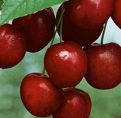 Cherry Mesabi