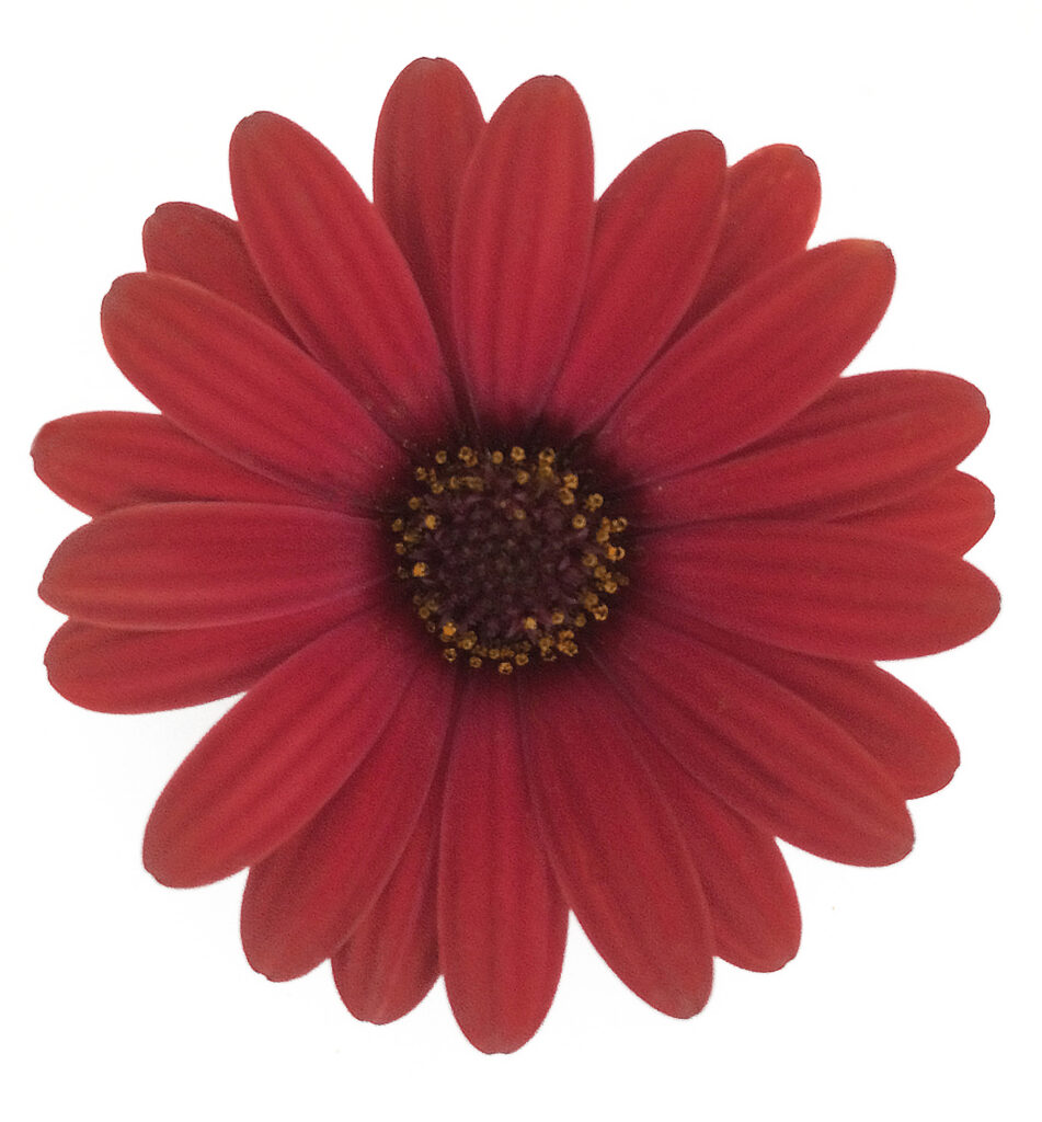 Osteospermum Gelato Cranberry