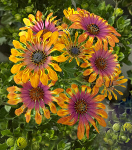 Osteospermum Gelato Palleta Passion