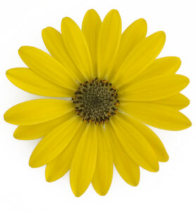 Osteospermum Gelato Pineapple