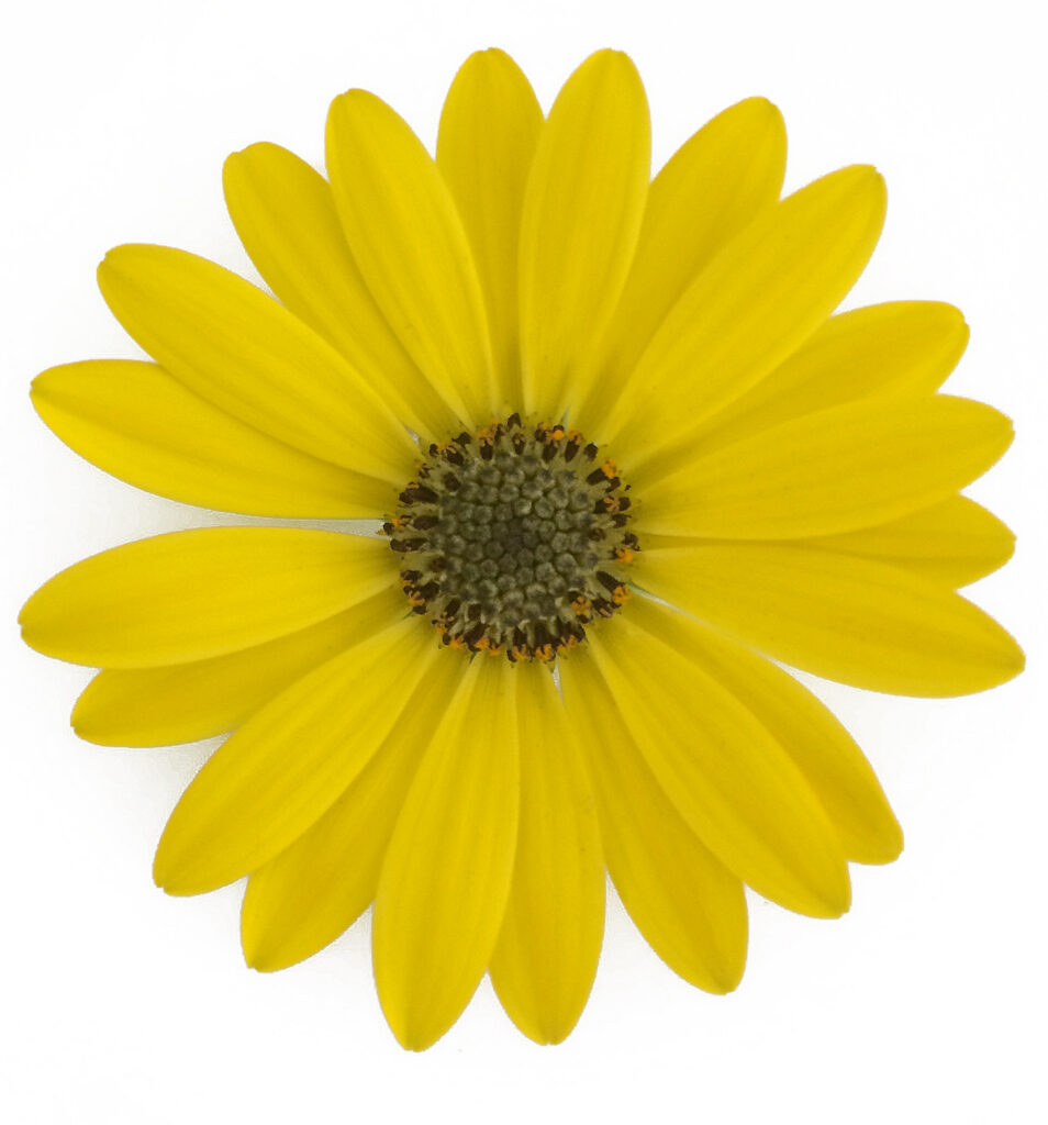 Osteospermum Gelato Pineapple