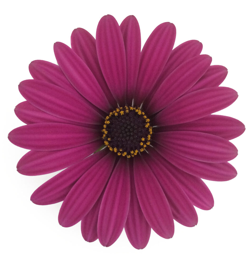 Osteospermum Gelato Purple