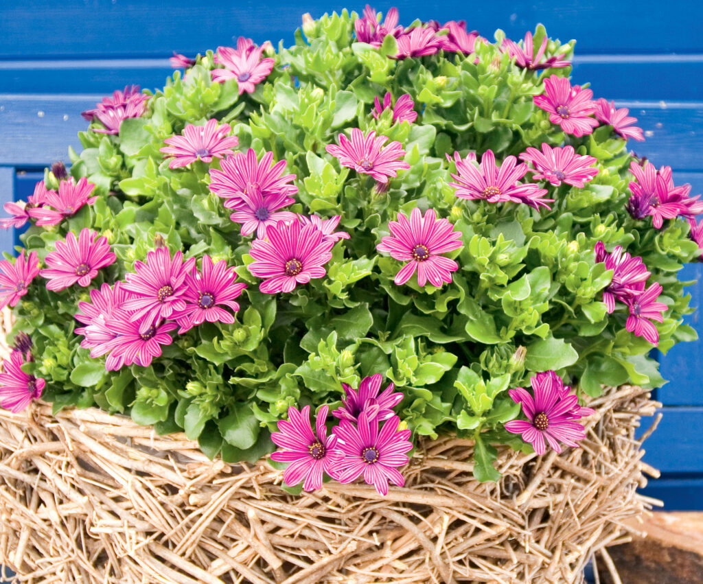 Osteospermum Tradewinds Deep Purple