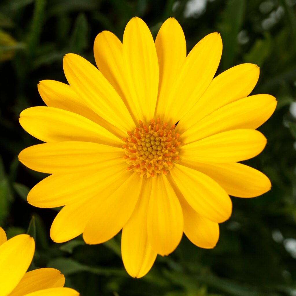 Osteospermum Tradewinds Yellow Imp.