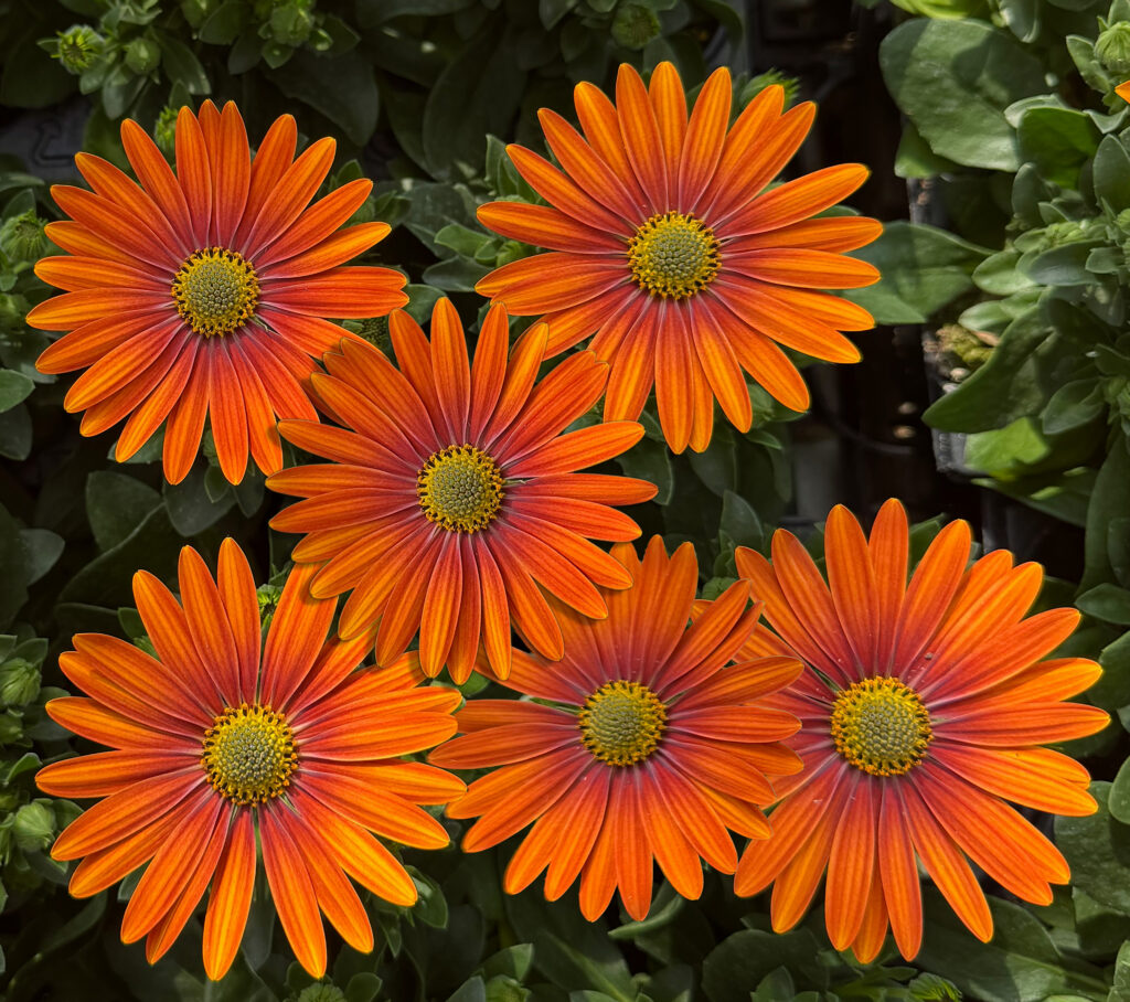 Osteospermum Gelato Tangerine