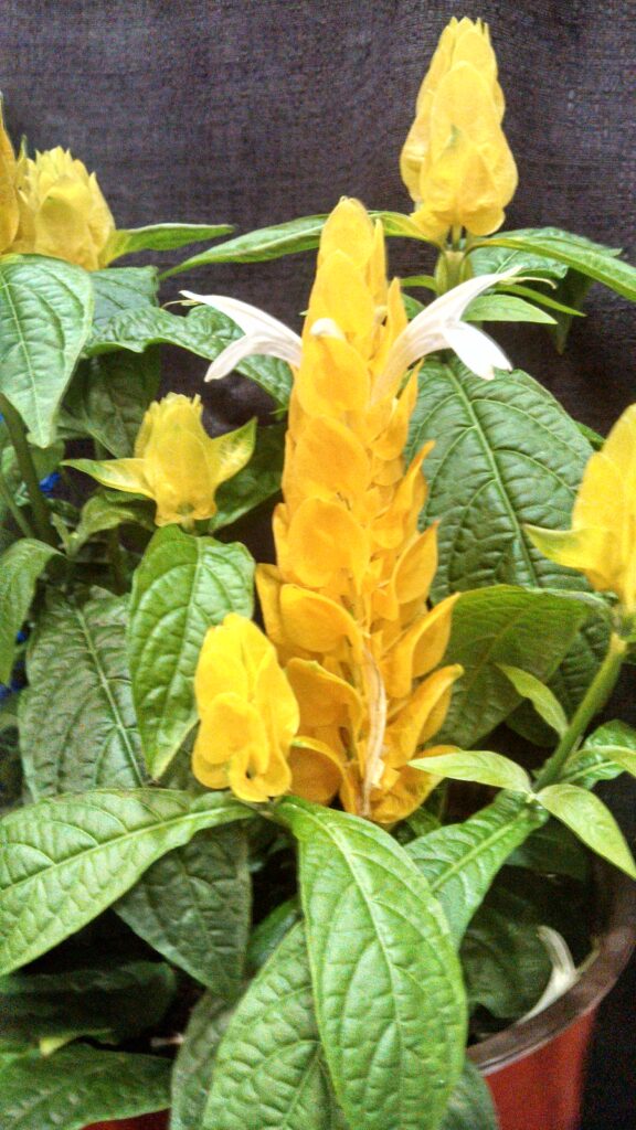 Pachystachys Golden Shrimp Plant