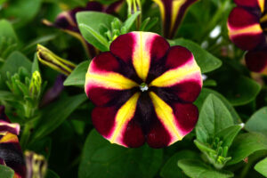 Petunia Amore Fiesta