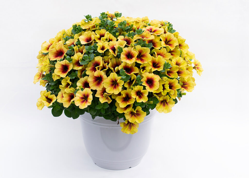 Petunia Crazytunia Bananarama