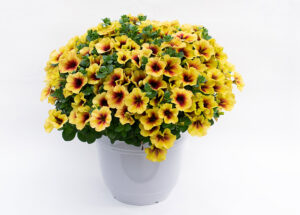 Petunia Crazytunia Bananarama