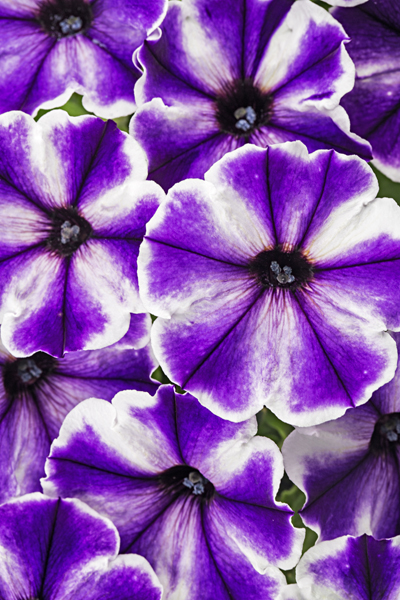 Petunia Crazytunia Blue Ice