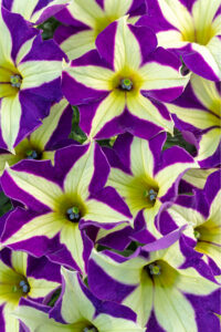 Petunia Crazytunia Frisky Violet