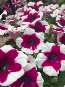 Petunia Crazytunia Iced Berry