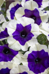 Petunia Crazytunia Inkblot