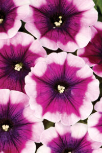 Petunia Crazytunia Passion Punch