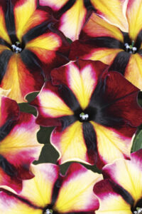 Petunia Crazytunia Sugar Beet