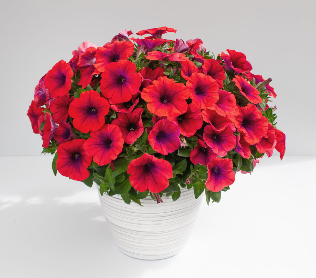Petunia Inferno Metallic Orange