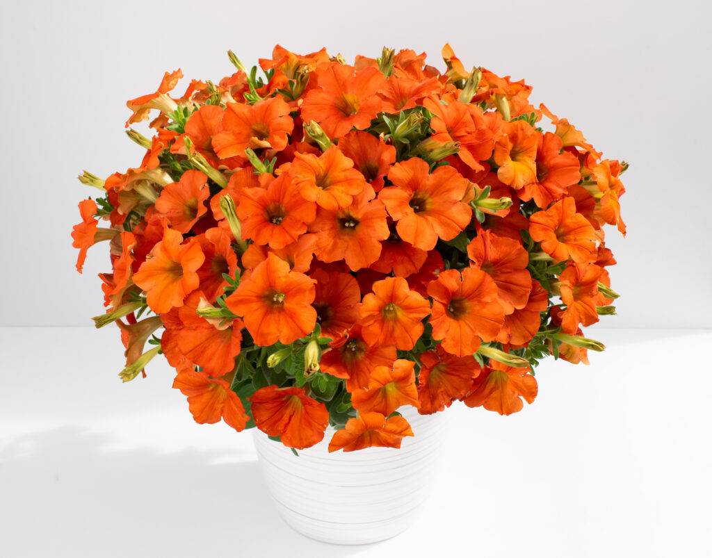 Petunia Inferno THE ORANGE