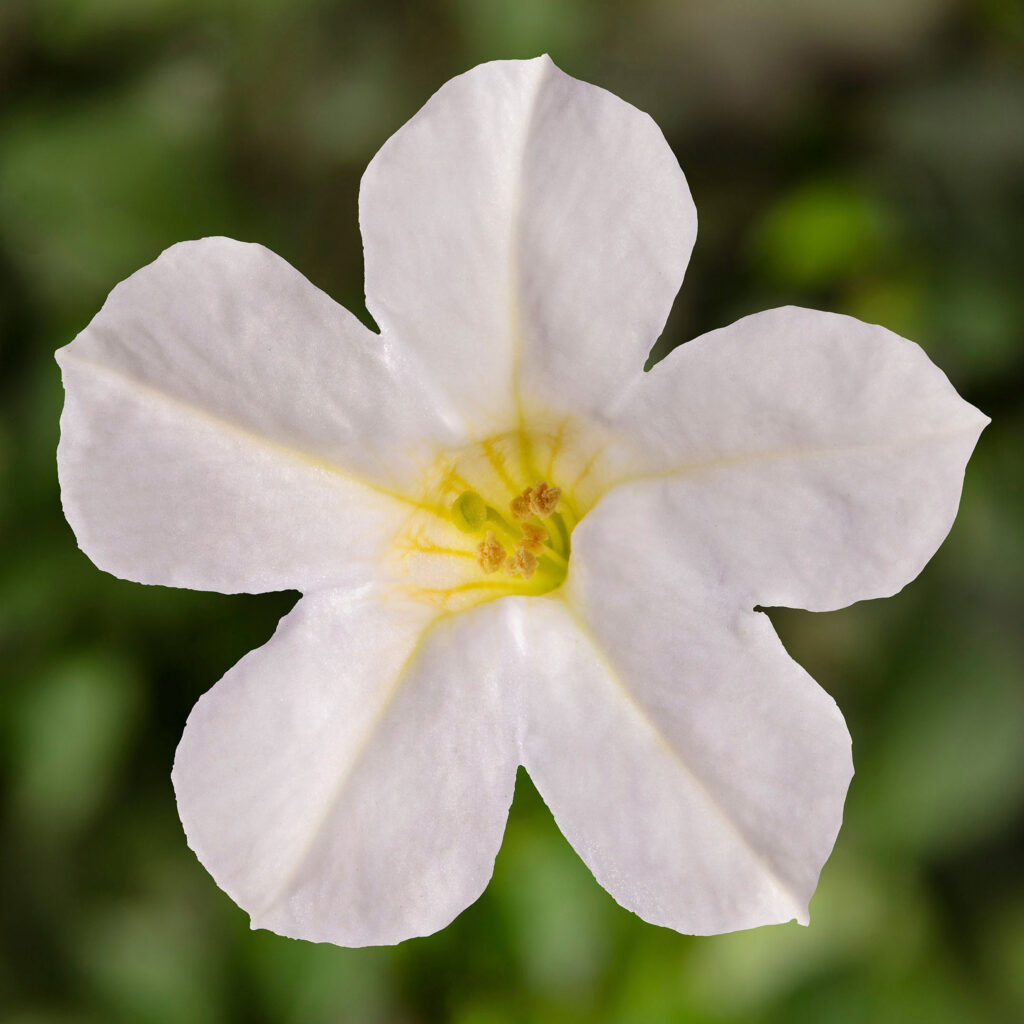 Petunia Itsy White
