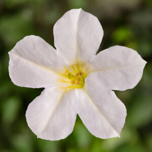 Petunia Itsy White