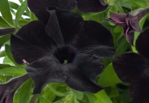 Petunia Ray Black