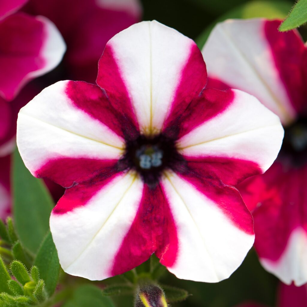 Petunia Shortcake Raspberry