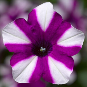 Petunia Shortcake Blueberry