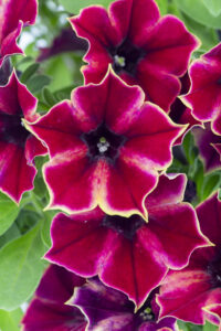 Petunia Crazytunia High Five