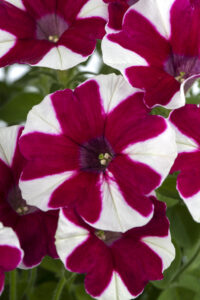 Petunia Crazytunia Mulberry Street