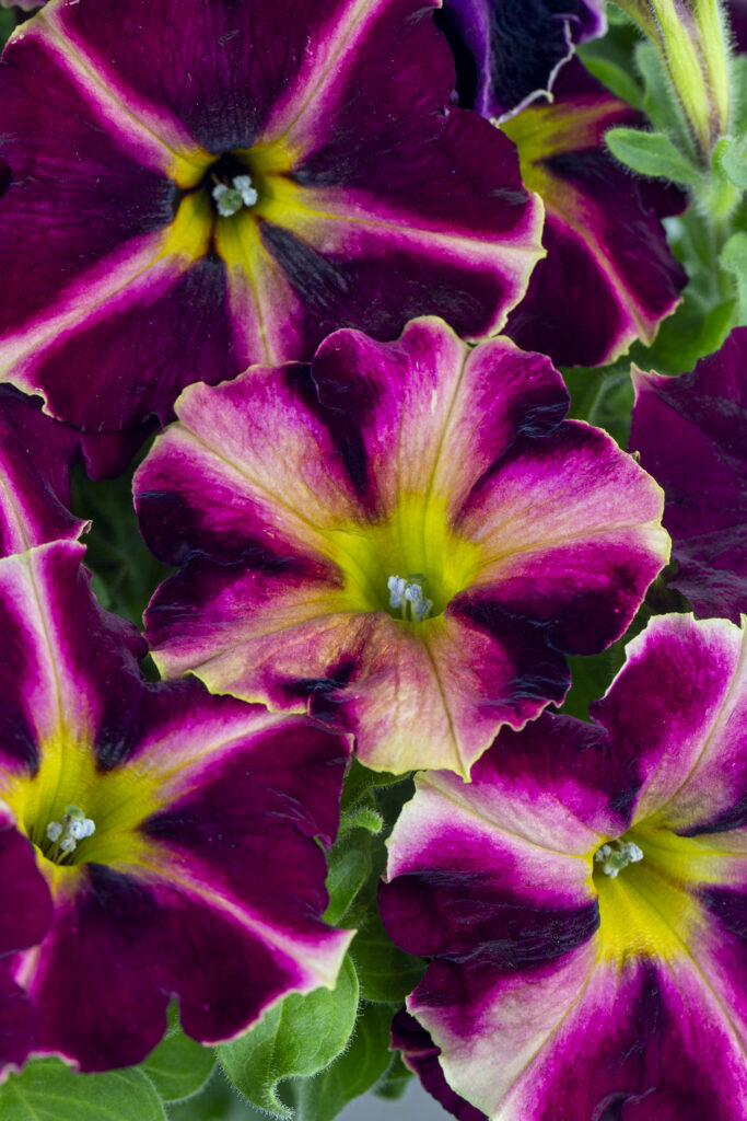 Petunia Crazytunia Rizzberry