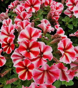 Petunia Crazytunia Secred Star