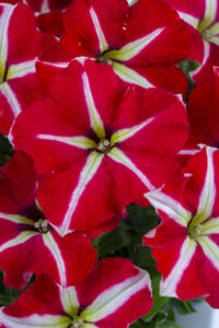 Petunia Crazytunia Skookum Star
