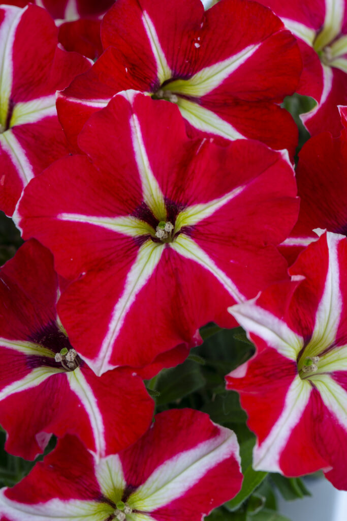 Petunia Crazytunia Skookum Star