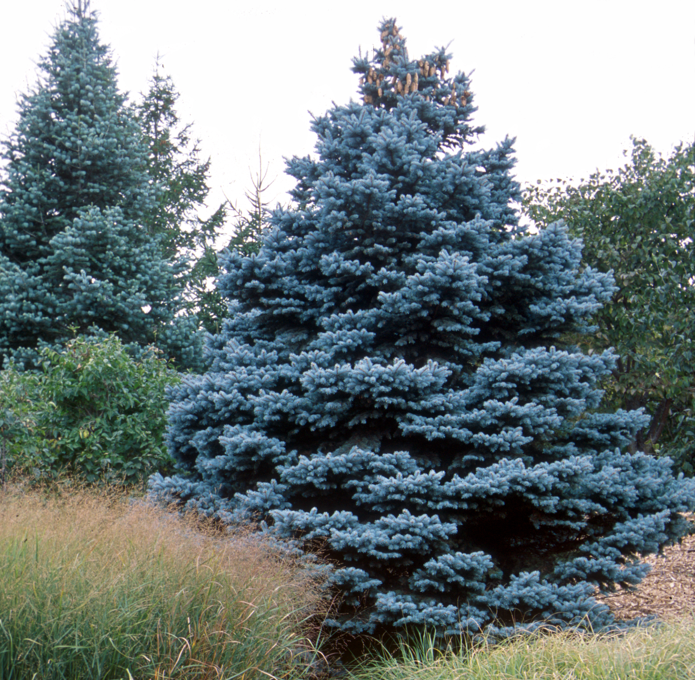 Picea Baby Blue Spruce