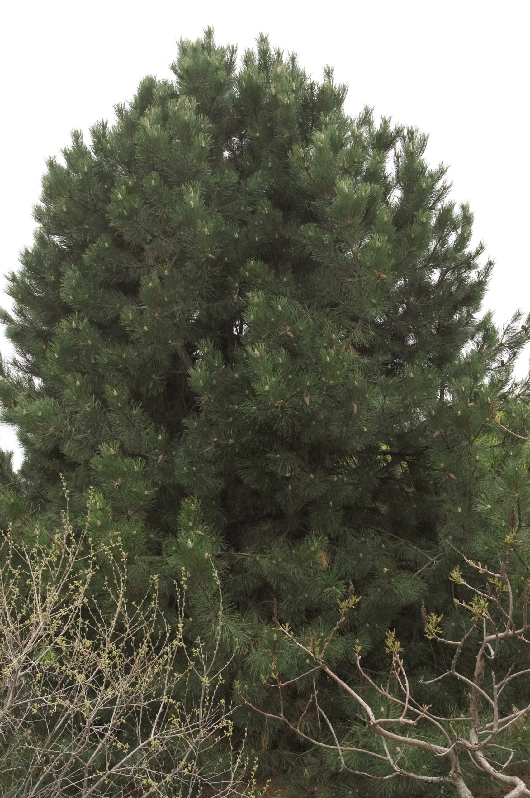 Pinus Austrian Pine